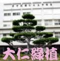 校樹